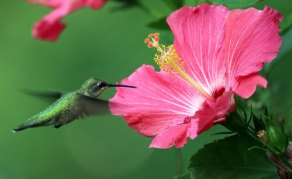 Picture of HUMMINGBIRD II