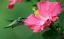 Picture of HUMMINGBIRD II