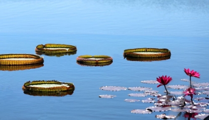 Picture of LILY PADS