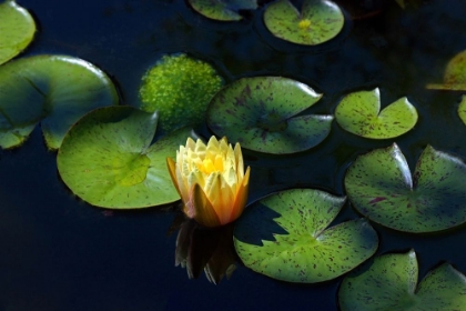Picture of YELLOW WATER LILY