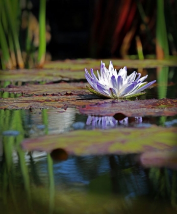 Picture of PURPLE LILY