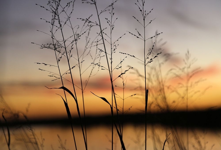 Picture of DUSK SILHOUETTE II