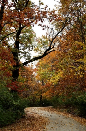 Picture of AUTUMN DRIVE