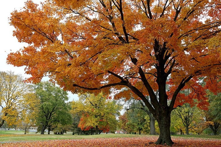 Picture of ORANGE FALL