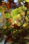 Picture of GREEN ANDAMP; COPPER