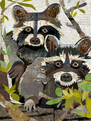 Picture of RACCOONS