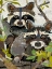 Picture of RACCOONS