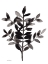 Picture of BOTANICAL WITH NAGI FERN NO. 3