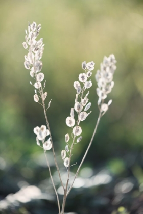 Picture of SUMMER FIELD