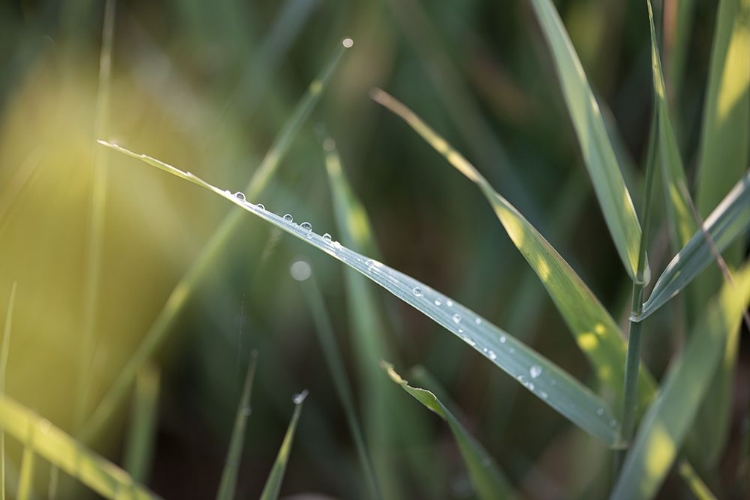 Picture of AFTER SUMMER RAIN