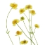 Picture of BUTTERCUP