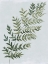 Picture of GREEN FERN I 