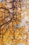 Picture of FALL COLOURED LEAVES 