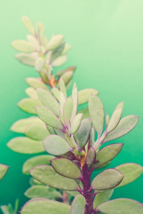 Picture of GREEN BLOSSOM 