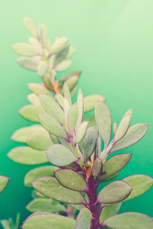 Picture of GREEN BLOSSOM 