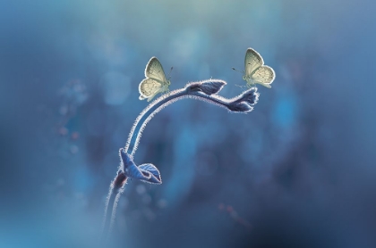 Picture of PRIYADI-TWO BUTTERFLIES MEET EACH OTHER