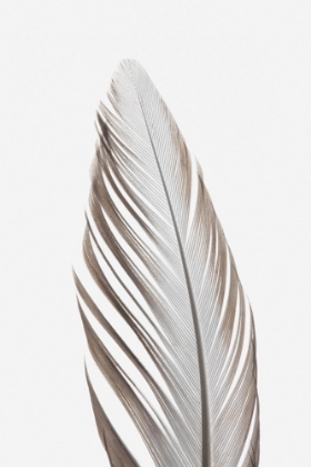 Picture of STUDIO III - FEATHER 003 