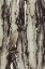 Picture of STUDIO III - CACTUS 001 