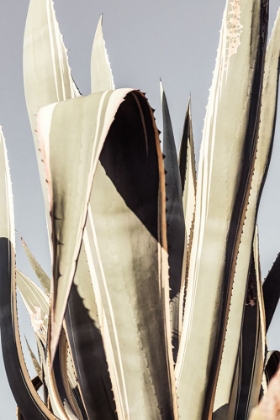 Picture of STUDIO III - AGAVE 001