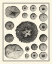 Picture of SMALL AEGEAN COLLECTION I