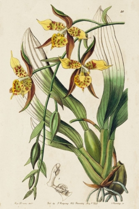 Picture of SMALL SPRING ORCHID I