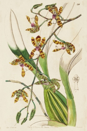 Picture of SMALL SPRING ORCHID II