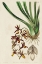Picture of SMALL SPRING ORCHID V