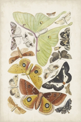 Picture of ANTIQUE MOTHS I