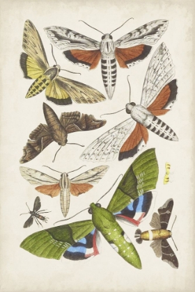 Picture of ANTIQUE MOTHS II