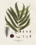 Picture of BOTANICAL SOCIETY FERNS II