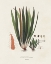 Picture of BOTANICAL SOCIETY FERNS V