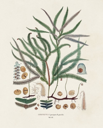 Picture of BOTANICAL SOCIETY FERNS VII