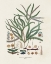 Picture of BOTANICAL SOCIETY FERNS VII