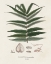 Picture of BOTANICAL SOCIETY FERNS XII