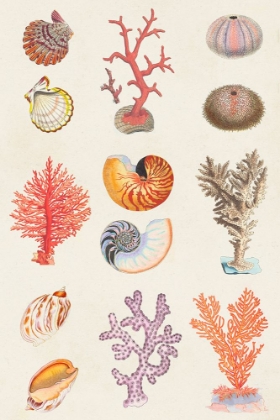 Picture of CORAL AND SHELL COLLAGE I