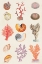 Picture of CORAL AND SHELL COLLAGE I