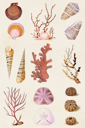 Picture of CORAL AND SHELL COLLAGE II