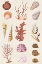 Picture of CORAL AND SHELL COLLAGE II