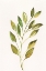 Picture of SINGLE TWIG I