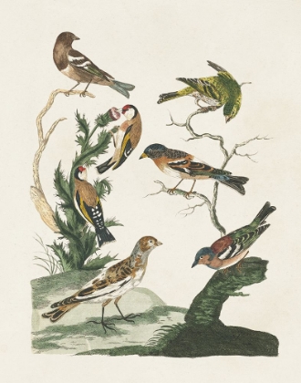 Picture of ANTIQUE BIRDS IN NATURE I