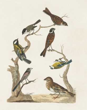 Picture of ANTIQUE BIRDS IN NATURE II