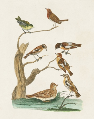 Picture of ANTIQUE BIRDS IN NATURE III