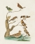 Picture of ANTIQUE BIRDS IN NATURE III
