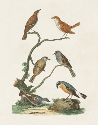 Picture of ANTIQUE BIRDS IN NATURE IV