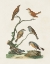 Picture of ANTIQUE BIRDS IN NATURE IV