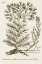 Picture of SEPIA BOTANICAL JOURNAL I
