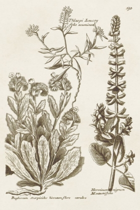 Picture of SEPIA BOTANICAL JOURNAL IV