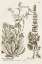 Picture of SEPIA BOTANICAL JOURNAL IV