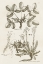 Picture of SEPIA BOTANICAL JOURNAL VI