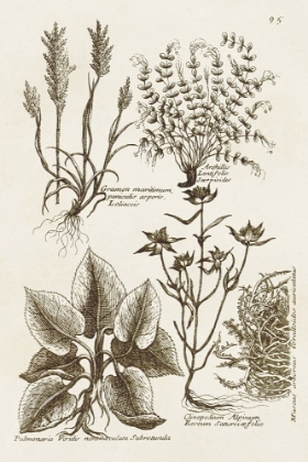 Picture of SEPIA BOTANICAL JOURNAL VII